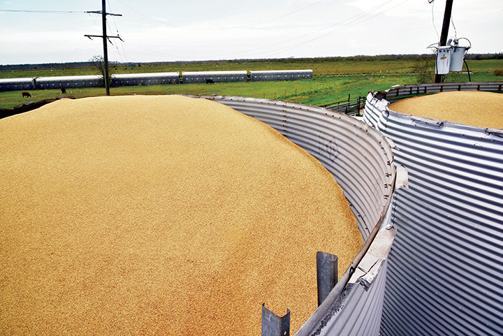 Rice crop improves in storm-ravaged year
